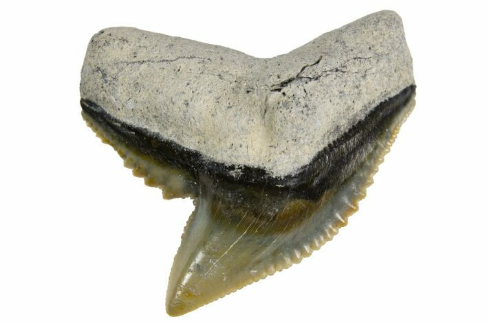 Fossil Tiger Shark (Galeocerdo) Tooth - Bone Valley, Florida #299504